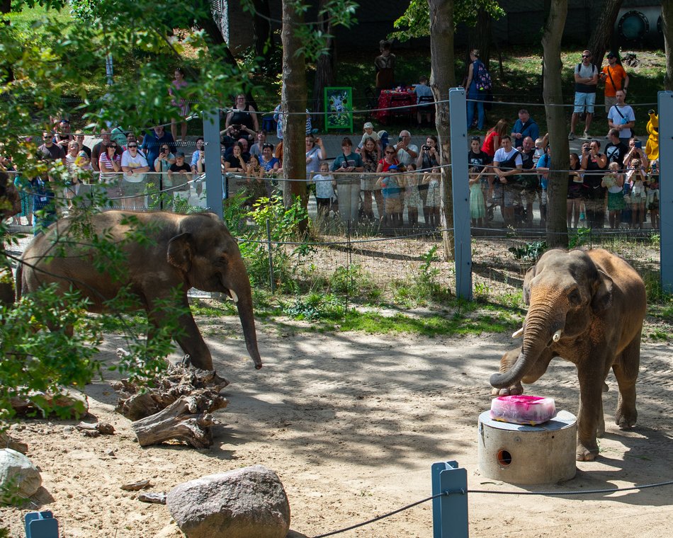 Łódzkie olbrzymy świętują! Dzień Słonia w Orientarium Zoo Łódź