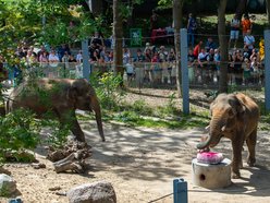 Łódzkie olbrzymy świętują! Dzień Słonia w Orientarium Zoo Łódź