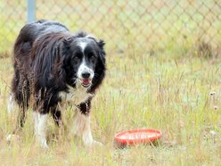 Falco – bohater lotniska w Łodzi i nowej książki. To zdecydowanie „Pies na medal"!