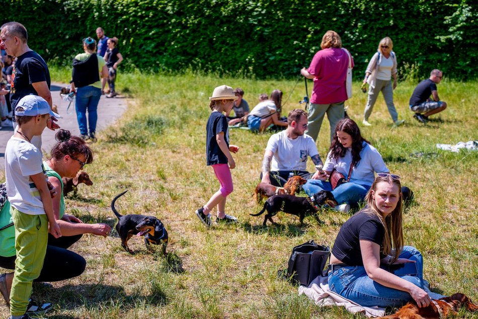 Jamnikówka w parku Poniatowskiego