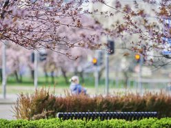 Łódź. Na skrzyżowaniu Kilińskiego i Narutowicza niczym w Japonii. Różowe drzewa przykuwają wzrok!
