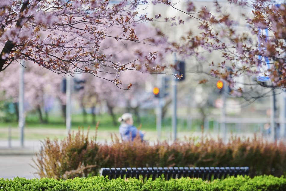 Łódź. Na skrzyżowaniu Kilińskiego i Narutowicza niczym w Japonii. Różowe drzewa przykuwają wzrok!