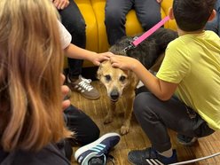 Jak troszczyć się o zwierzęta? Schronisko w Łodzi prowadzi lekcje empatii dla dzieci