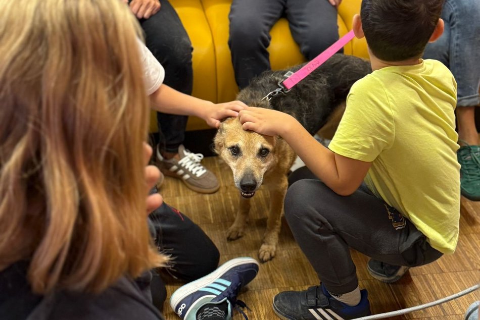 Jak troszczyć się o zwierzęta? Schronisko w Łodzi prowadzi lekcje empatii dla dzieci