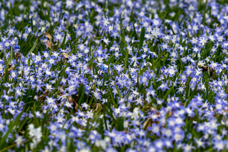 Wiosenny Ogród Botaniczny w Łodzi. Spacer wśród budzącej się do życia przyrody