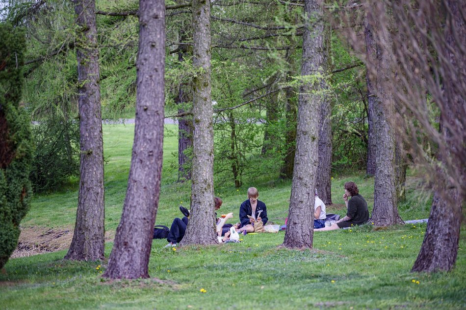 Morze tulipanów w Ogrodzie Botanicznym w Łodzi. Nie możesz tego przegapić