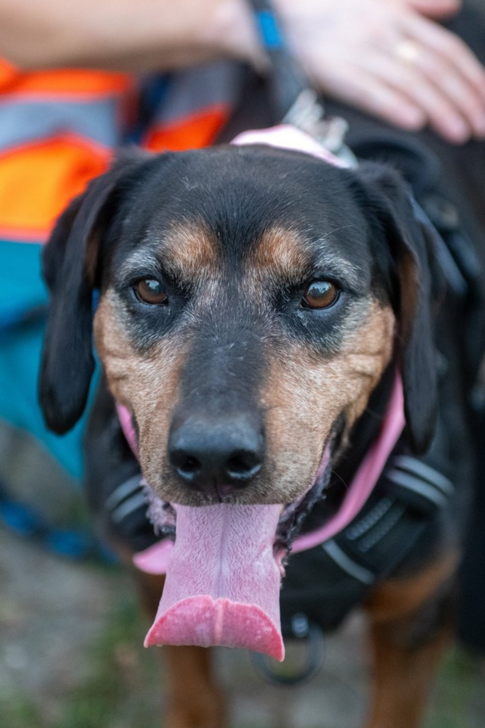 Łódź. Ostatni Psia Polówka w Łodzi za nami. Nic słodszego dziś nie zobaczysz!