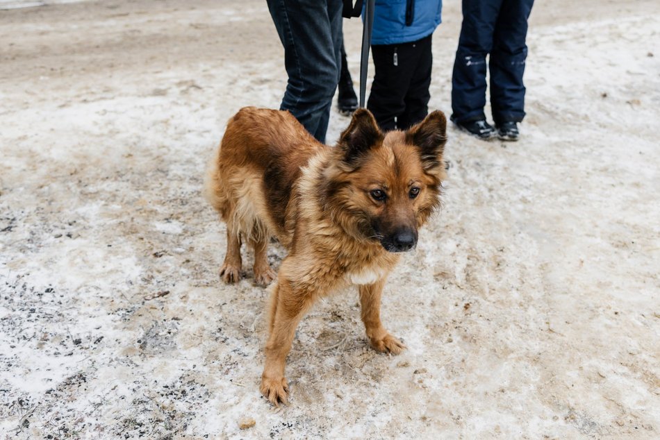 Łódź. Psy ze schroniska w Łodzi znów na spacerze! Dla tych wesołych pyszczków aż chce się chodzić!