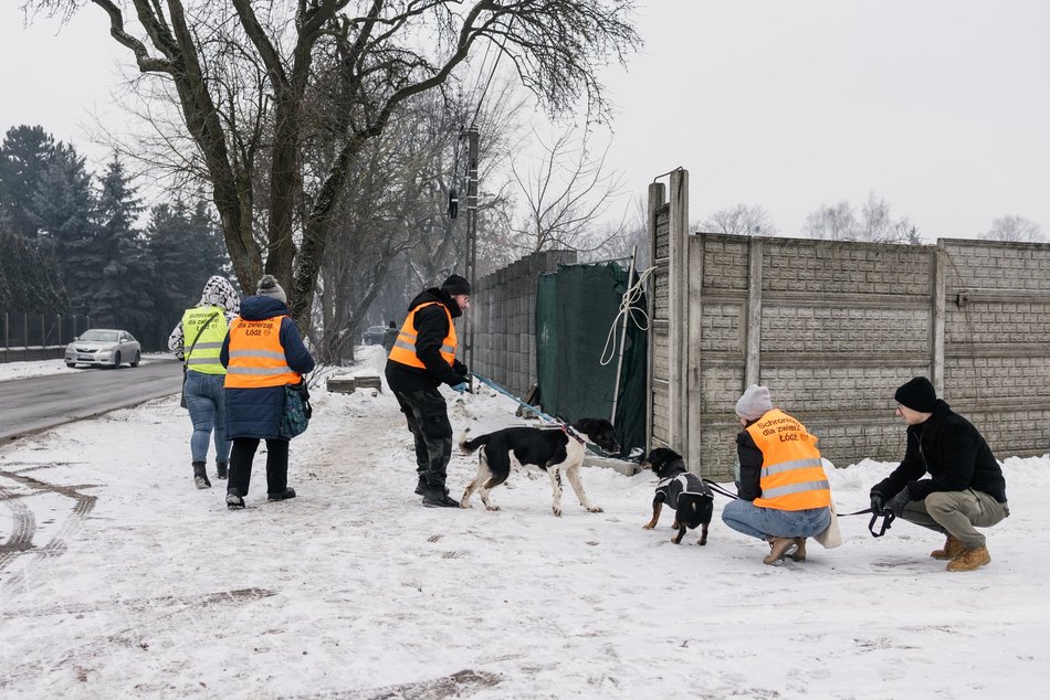 Łódź. Psy ze schroniska w Łodzi znów na spacerze! Dla tych wesołych pyszczków aż chce się chodzić!