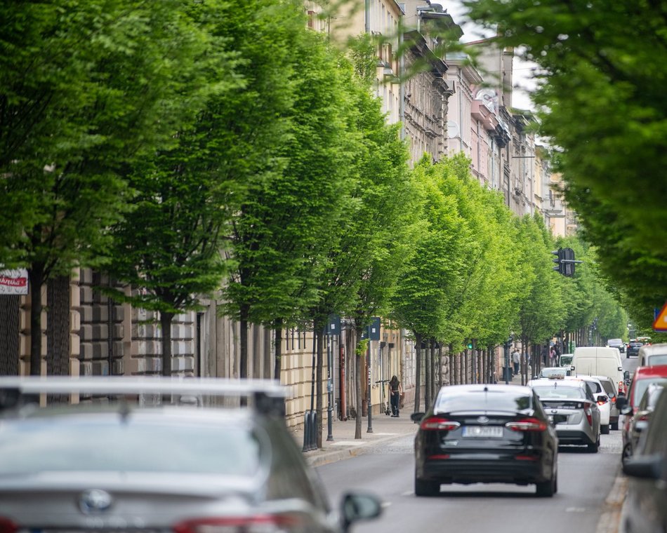 Łódź. Drzewa przy ul. Wschodniej w Łodzi