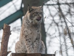 Orientarium Zoo Łódź współpracuje z WWF Polska, edukując na rzecz ochrony dzikiej przyrody