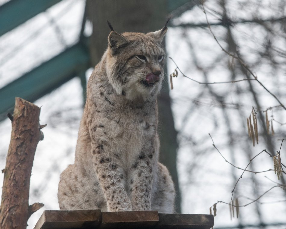 Orientarium Zoo Łódź współpracuje z WWF Polska, edukując na rzecz ochrony dzikiej przyrody