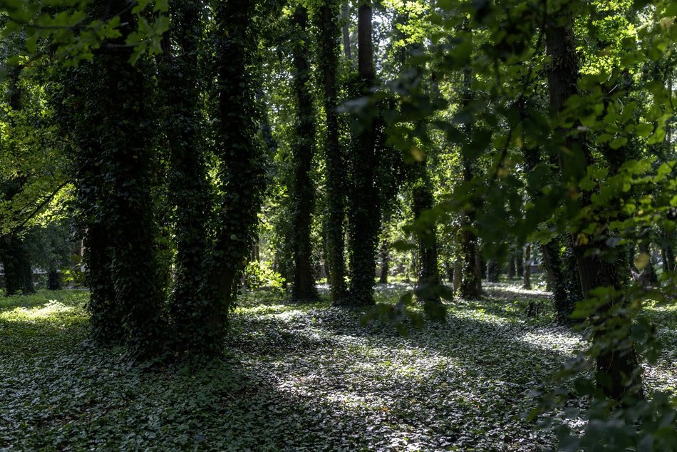 Park Rejtana w Łodzi