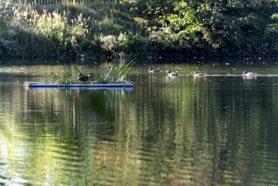 Platforma lęgowa w parku Nad Jasieniem