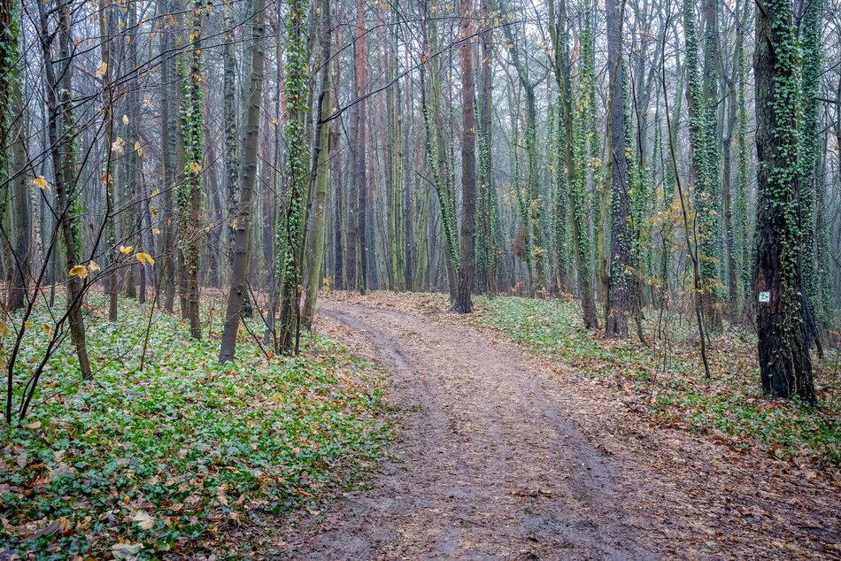 Nowa ścieżka dla biegaczy na Rudzie Pabianickiej