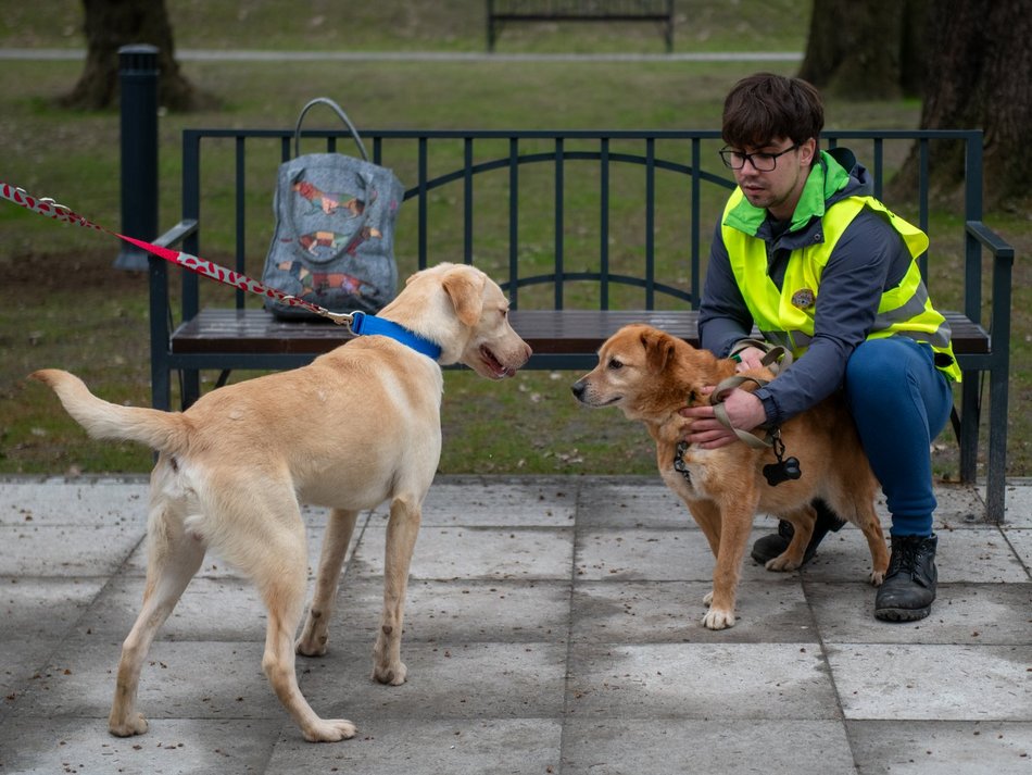 Schronisko w Łodzi z nowymi wolontariuszami
