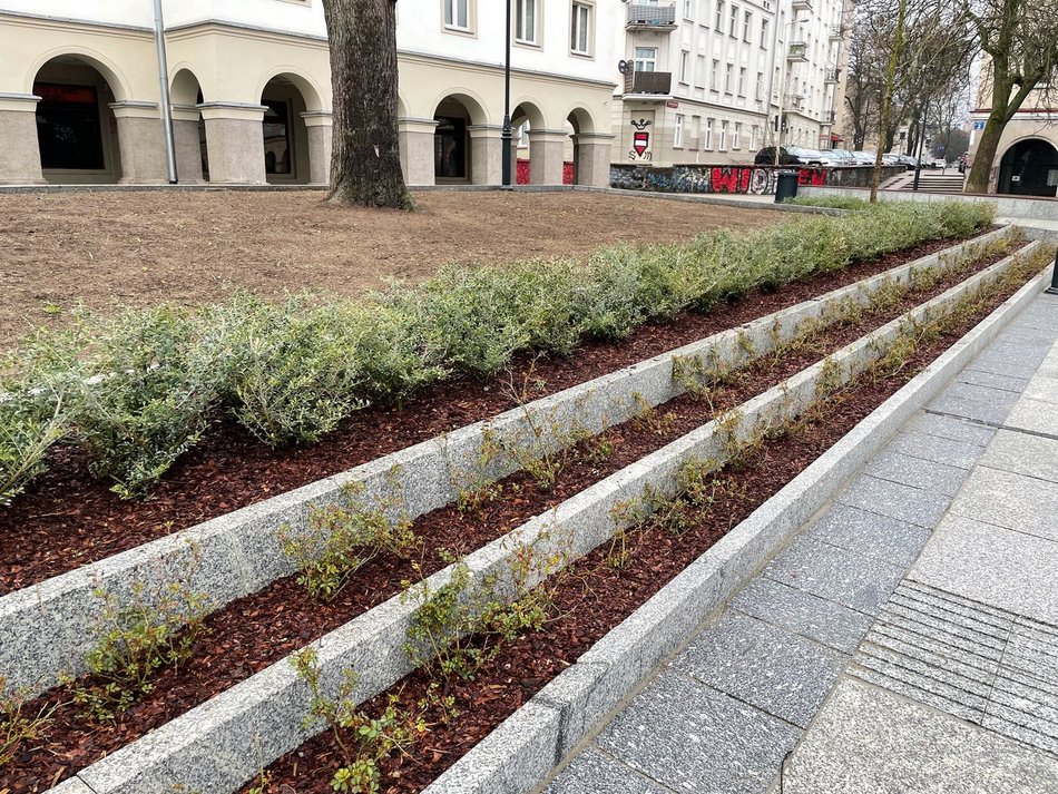 Stary Rynek po remoncie - nowa zieleń