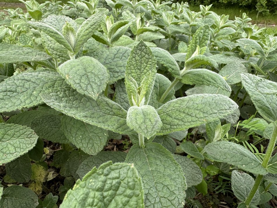 Łódź. Jak dbać o zioła w ogrodzie? Wyjątkowe warsztaty w Ogrodzie Botanicznym w Łodzi