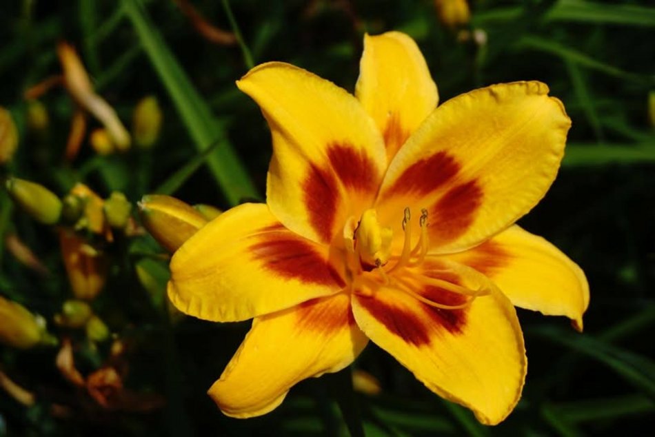 Łódź. Tydzień Liliowców w Ogrodzie Botanicznym w Łodzi. To prawie 16 tysięcy roślin!