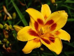 Łódź. Tydzień Liliowców w Ogrodzie Botanicznym w Łodzi. To prawie 16 tysięcy roślin!