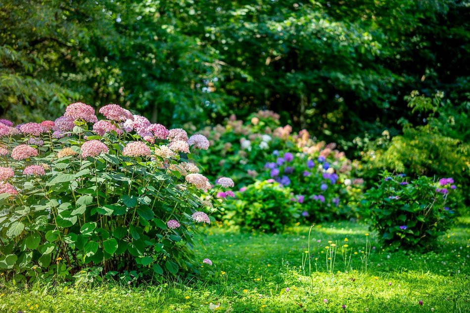 Łódź. Hortensje opanowały Ogród Botaniczny w Łodzi! To prawdziwa feeria barw