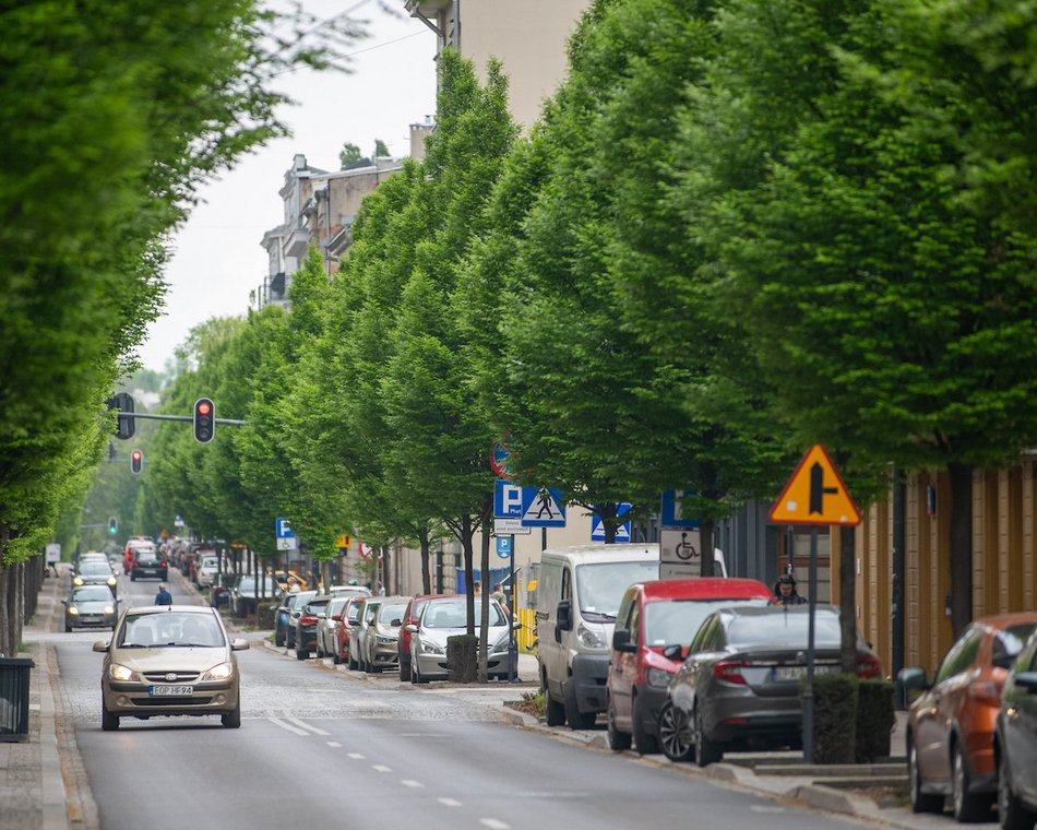 Łódź. Aż 20 tysięcy nowych drzew w 2025 roku