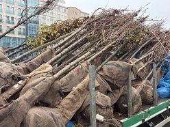 Łódź. Trasa W-Z w Łodzi pełna nowych drzew. Ruszyły pierwsze nasadzenia