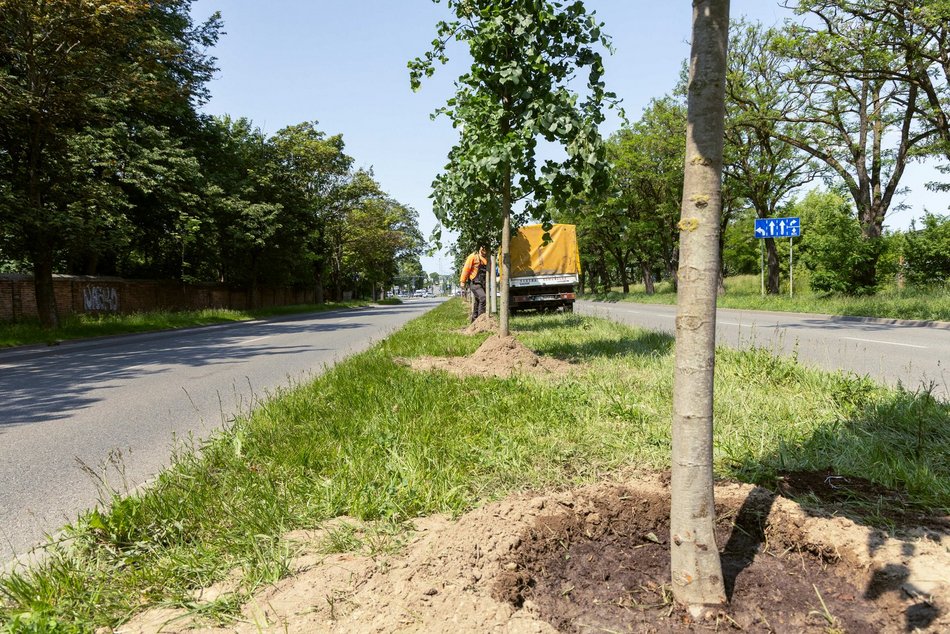 Łódź. Inflancka w Łodzi jeszcze bardziej zielona. Przybędzie aż 56 drzew!