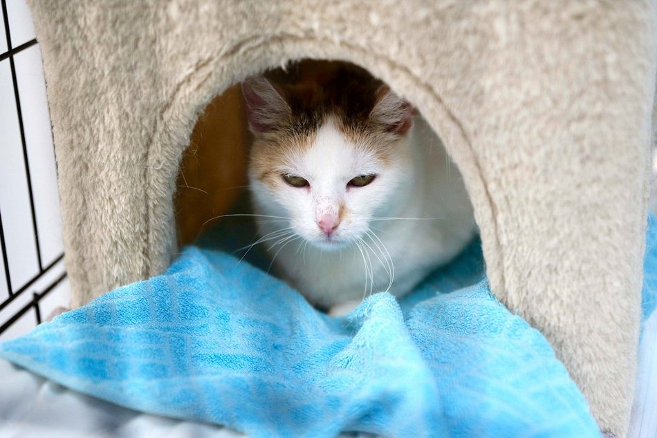 Łódź. Dom bez kota to głupota! Poznaj i adoptuj podopiecznych schroniska w Łodzi