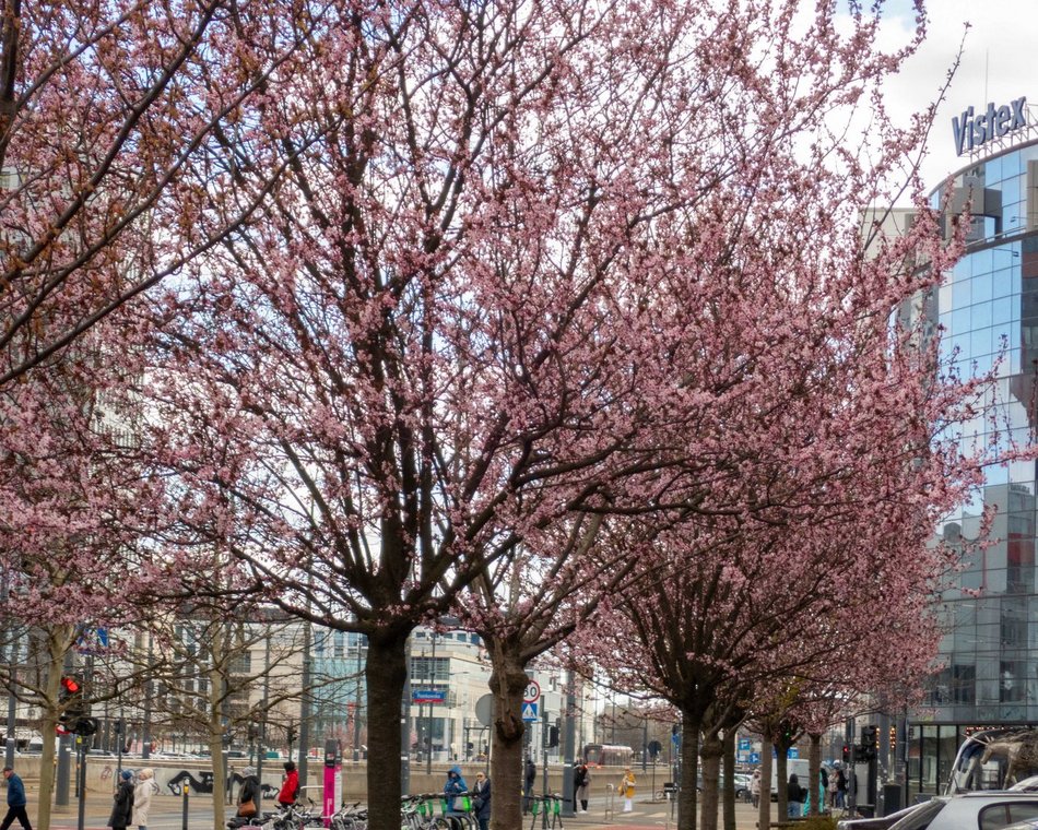 Łódź kwitnie na różowo! Zobacz piękne kadry z centrum miasta!