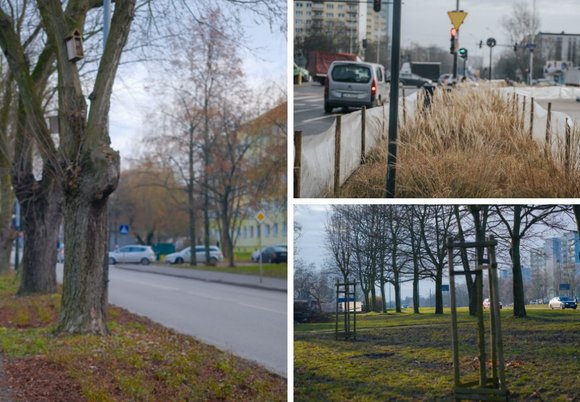 Łódź. Jeszcze więcej zieleni w Łodzi! Kolejne nasadzenia drzew i krzewów w całym mieście 