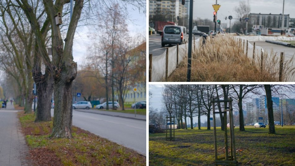 Łódź. Jeszcze więcej zieleni w Łodzi! Kolejne nasadzenia drzew i krzewów w całym mieście 