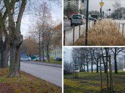 Łódź. Jeszcze więcej zieleni w Łodzi! Kolejne nasadzenia drzew i krzewów w całym mieście 