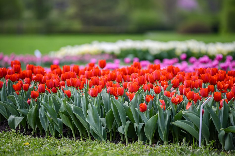 Morze tulipanów w Ogrodzie Botanicznym w Łodzi. Nie możesz tego przegapić