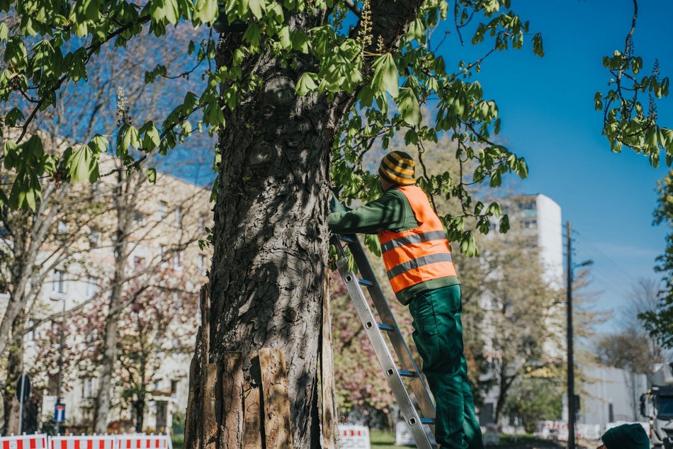 Łódź. Łódź ratuje kasztanowce. Aż 1000 pułapek na szrotówka na ulicach miasta