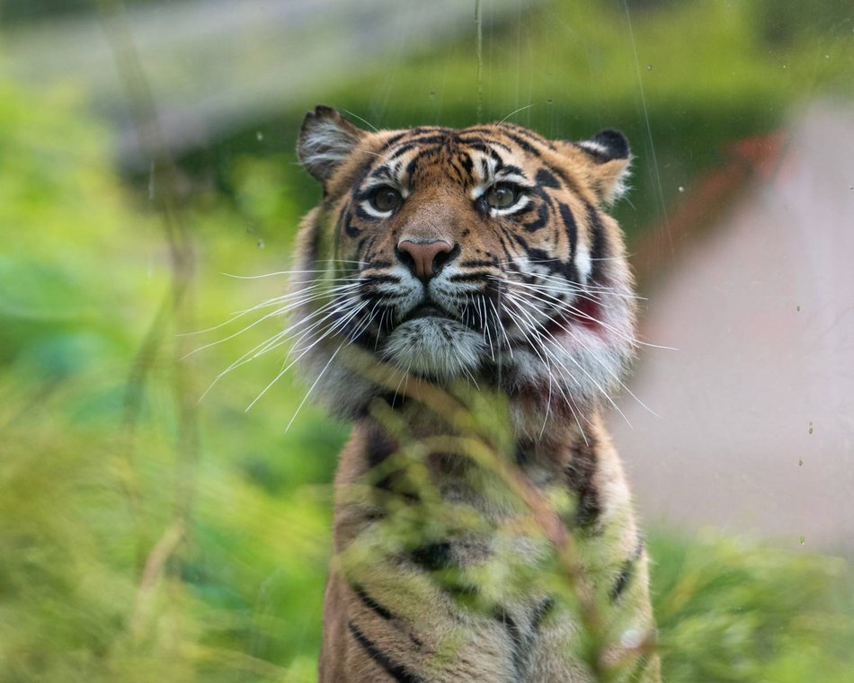 Łódź. Maj w Orientarium Zoo Łódź. Baby boom, motyle i nowi mieszkańcy