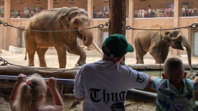 Świętowanie ze zwierzętami. 601. Urodziny Łodzi w Orientarium Zoo Łódź [ZDJĘCIA]