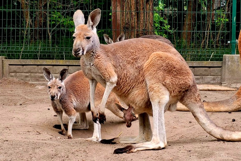 Trzy nowe kangury w Orientarium Zoo Łódź. Zaczynają nieśmiało wyglądać z toreb mam!