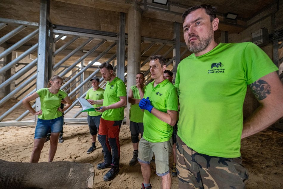 Sensacyjne wieści z Orientarium Zoo Łódź! Operacja słonia indyjskiego udana!