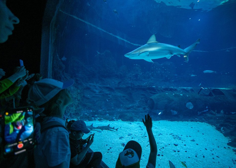 Rekiny w Orientarium Zoo Łódź