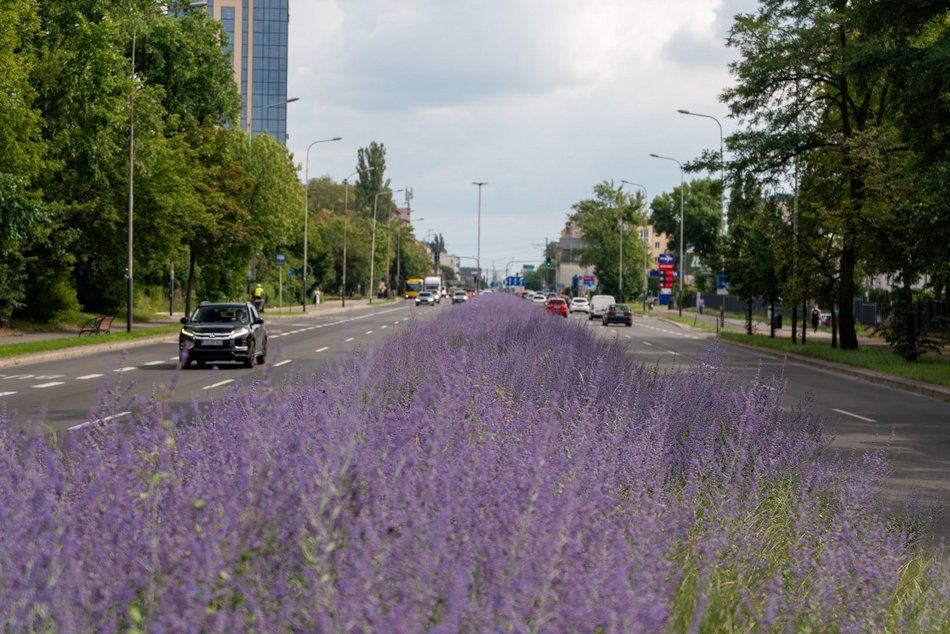 Perowskia łobodolistna przy Uniwersyteckiej!