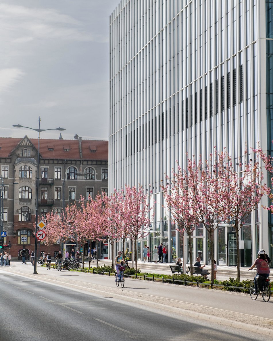 Łódź. Różowa aleja w centrum miasta. Przy Piłsudskiego zakwitły wiśnie japońskie!