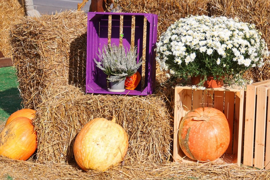 Farma Dyniowa w Pasażu Łódzkim