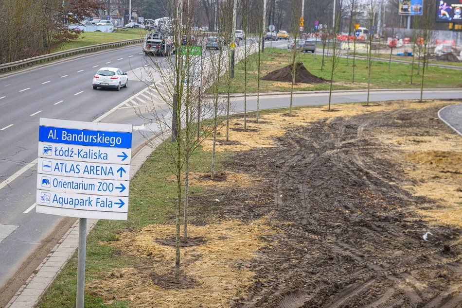 Łódź. Nowe drzewa na Bandurskiego w Łodzi. To początek zielonej rewolucji w tej okolicy
