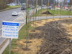 Łódź. Nowe drzewa na Bandurskiego w Łodzi. To początek zielonej rewolucji w tej okolicy