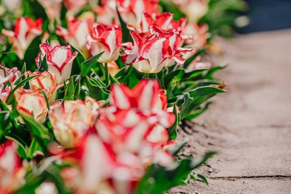 Łódź. Ogród Botaniczny w Łodzi w wiosennej odsłonie