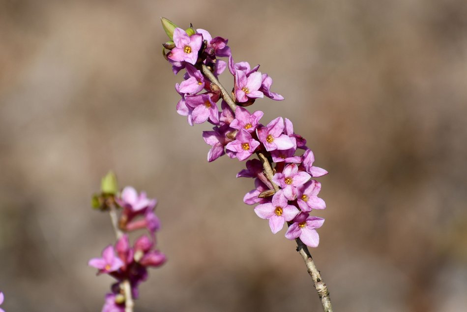 Łódź. Ogród Botaniczny w Łodzi gotowy na wiosenny sezon spacerowy. Kiedy otwarcie?