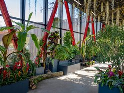 Łódź. Nowa motylarnia w Orientarium Zoo Łódź już otwarta! Największe takie miejsce w Polsce