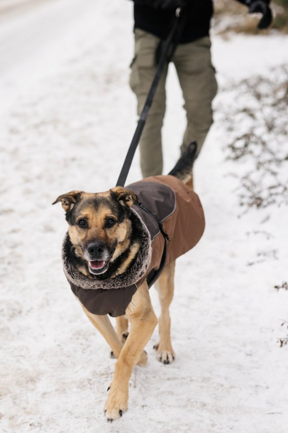 Łódź. Psy ze schroniska w Łodzi znów na spacerze! Dla tych wesołych pyszczków aż chce się chodzić!