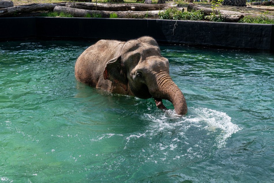 Łódź. Tego jeszcze nie było! Kąpiele słoni w Orientarium Zoo Łódź na wybiegu zewnętrznym!